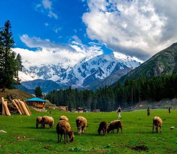 fairy-meadows